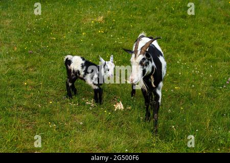 UKRAINE - JUNE 24, 2021 - A goat and a kid are pictured at the pasture near the Uzhok Pass on the border between Zakarpattia and Lviv Regions in weste Stock Photo