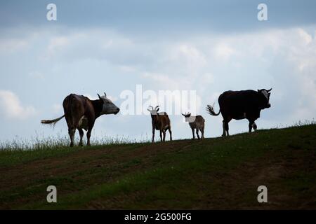 UKRAINE - JUNE 24, 2021 - Cows are seen at the pasture near the Uzhok Pass on the border between Zakarpattia and Lviv Regions in western Ukraine. Stock Photo