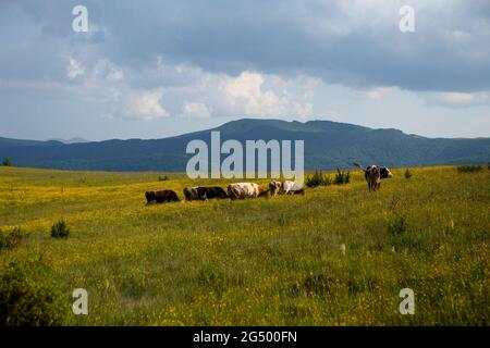 UKRAINE - JUNE 24, 2021 - Cows are seen at the pasture near the Uzhok Pass on the border between Zakarpattia and Lviv Regions in western Ukraine. Stock Photo