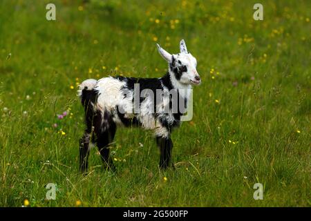 UKRAINE - JUNE 24, 2021 - A goat kid is pictured at the pasture near the Uzhok Pass on the border between Zakarpattia and Lviv Regions in western Ukra Stock Photo