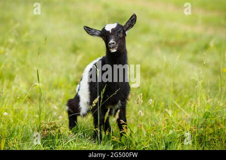 UKRAINE - JUNE 24, 2021 - A goat kid is pictured at the pasture near the Uzhok Pass on the border between Zakarpattia and Lviv Regions in western Ukra Stock Photo