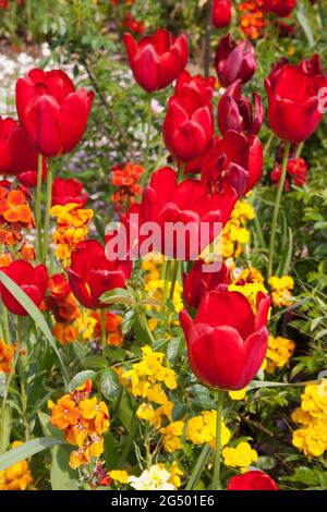 Spring flowers - Tulips and wallflowers in border. Stock Photo