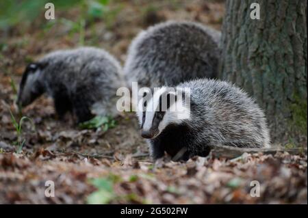 Three young European Badger cubs exploring the area around their den Stock Photo