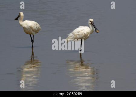 Eurasian Spoonbill Platalea leucorodia wading in shallow water Stock Photo