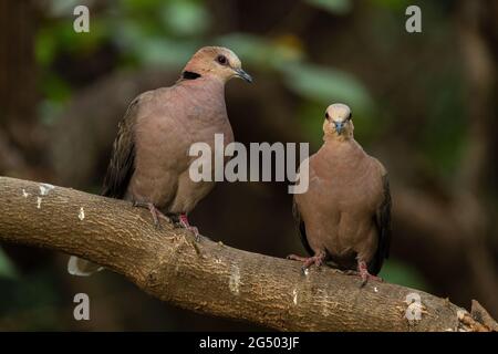 Red-eyed Dove - Streptopelia semitorquata, beautiful colored dove from African gardens, wodlands and forests, lake Langano, Ethiopia. Stock Photo