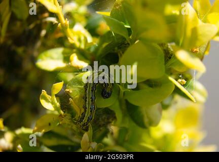Box tree caterpillar, Cydalima perspectalis Bracknell, England, UK Stock Photo
