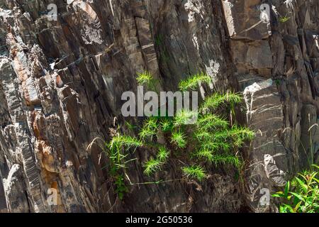Green plant growing on a stone rock Stock Photo