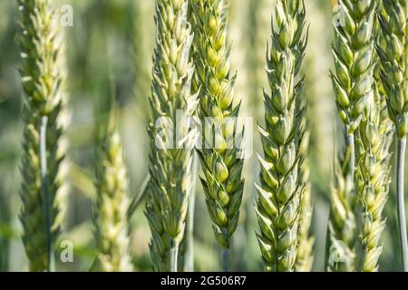 Closeup macro shot of young grain ears on a wheat field in spring Stock Photo