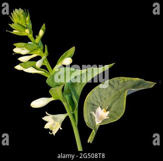 Hosta stem with flowers isolated on black background. Stock Photo