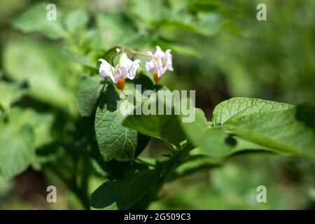 Potato flower. Ripening vegetables in the field. White flowers on a bush on a blurred green background. Stock Photo