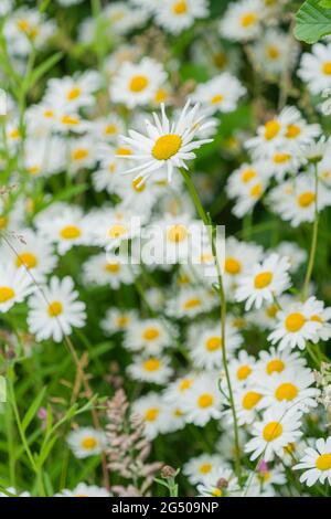 Ox Eye daisies on a roadside verge in Northumberland UK Stock Photo