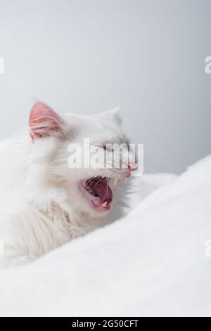 fluffy cat yawning near soft blanket isolated on grey Stock Photo
