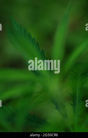 Cannabis Plants Growing. Mature Marijuana Plant Leaves. Texture of Marijuana Plants . background natural in blur . Selective focus Stock Photo