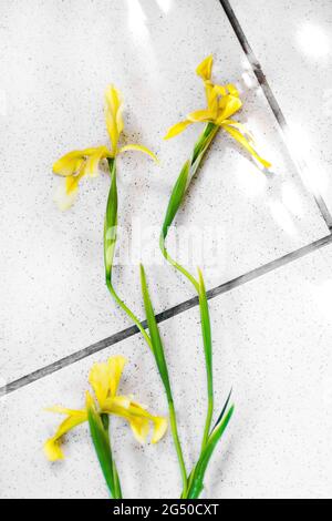 bouquet of yellow irises on a light background with place for text. selective focus Stock Photo