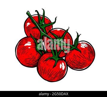 Red tomato. Fresh vegetables, tomatoes on a branch Stock Vector