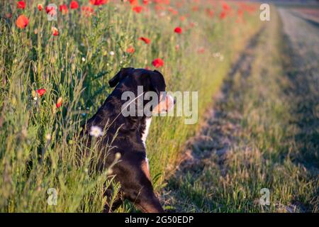 Dog Looking Away in the fresh poppies field - Appenzeller Sennenhund Stock Photo