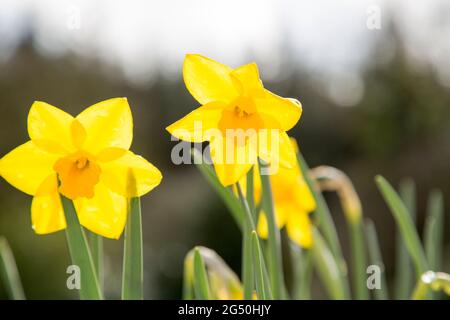 Two daffodils Stock Photo