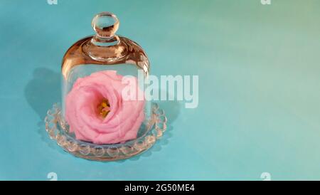 A pink blooming flower placed inside a bell-shaped glass jar with the lid closed. With green background. Stock Photo