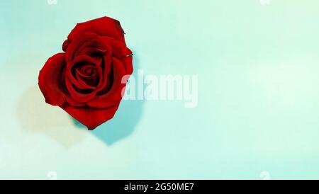 Top view of a single red rose in full bloom, with greenish blue background, and copy space on the right. Stock Photo