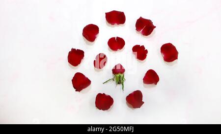 Flat lay of a small red rose bud, surrounded by petals in circular shape. On a pink marble background. Stock Photo