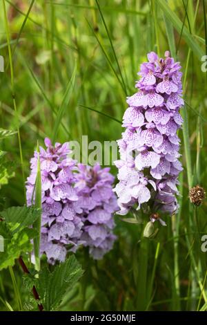 Heath Spotted Orchid, aka Moorland Spotted Orchid, Dactylorhiza maculata, flowering in Pembrokeshire Wales UK Stock Photo