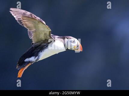 Puffin Skomer, one puffin flying, Fratercula arctica, on Skomer Island, Pembrokeshire Wales UK Stock Photo