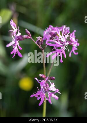 Ragged Robin flowers, Silene flos-cuculi, a perennial herbaceous plant growing in Pembrokeshire, Wales UK Stock Photo