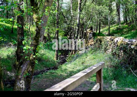 The woods and lake at High Dam, Finsthwaite in the English Lake District Stock Photo