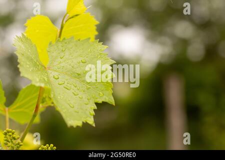 Young vine leaf in drops of morning dew Stock Photo