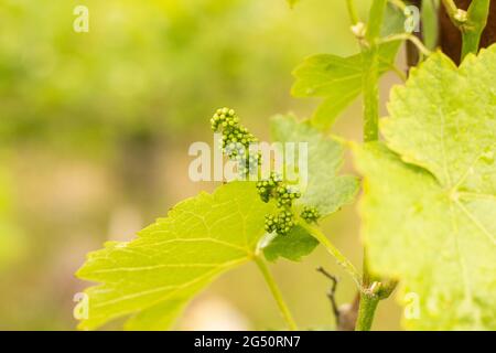 The blossoming young inflorescences of green bunches of grapes on a blurred background of the vineyard Stock Photo