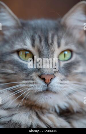 background with closeup face of gray tabby cat Stock Photo - Alamy
