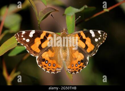 Australian Painted Lady (Vanessa kershawi) adult sunning with wings open, resting on vegetation south-east Queensland, Australia      November Stock Photo