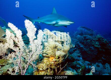 Caribbean reef shark, Nassau, Bahamas Stock Photo