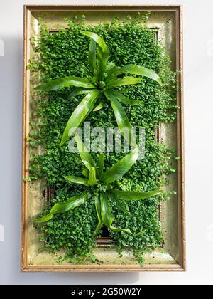 soleirolia soleirolii Plants as living framed art, 'Mind your own Business' soleirolia soleirolii. (Baby Tears Plant) and succulents, in garden room Stock Photo