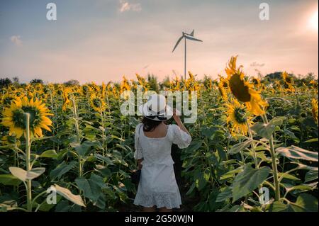 Rear of young asian woman cheerful standing in sunflower field at sunset Stock Photo