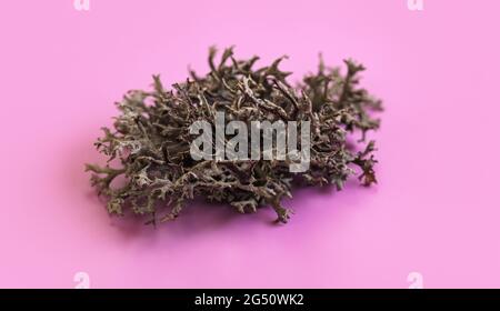 Detail of Icelandic lichen (Cladonia rangiferina) structure on purple violet. Abstract organic photo. Stock Photo
