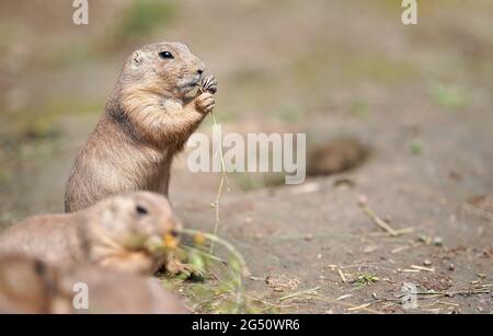 Black-tailed prairie dog (Cynomys ludovicianus) eating grass stalks, closeup detail, another blurred animal in foreground