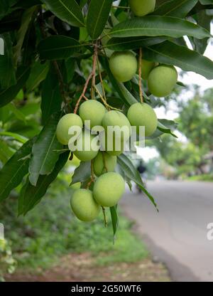 bunch of green unripe mango on tree Stock Photo