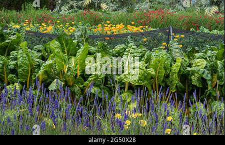 ALLOTMENT Lavender border & Marigolds leads to profuse Swiss Chard Vegetable patch tunnel netting and border of Calendula 'Winter Sun' yellow flowers Stock Photo