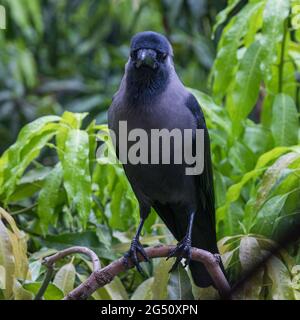 Urban Crow standing on a tree branch Stock Photo