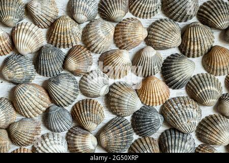 Multicolored seashells on the light background, top view Stock Photo
