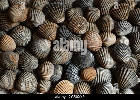Brown and gray seashells as a natural summer background, top view Stock Photo