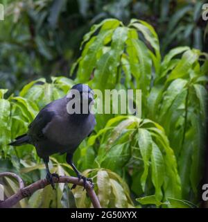 Urban Crow standing on a tree branch looking FOR FOOD Stock Photo