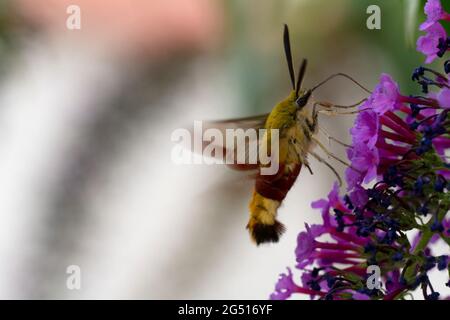 Hwak-moth Hemaris fuciformis foraging on a Buddleia Stock Photo