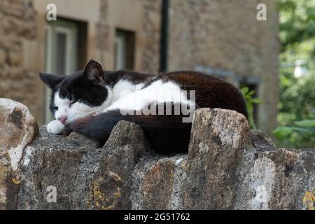 Black and white cat asleep on a stone wall outside a house, UK Stock Photo