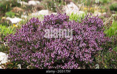 Common thyme, thymus vulgaris in the south of France Stock Photo