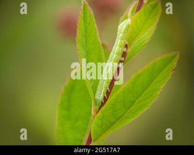 Green Angle shades aka Phlogophora meticulosa moth caterpillar. Stock Photo
