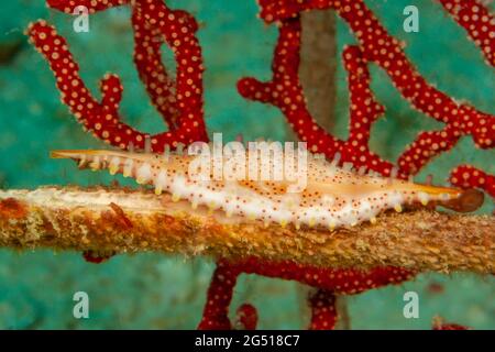 The depressed spindle cowrie, Hiatavolva depressa, inhabits sea whips, Alertigorgia sp. and reaches just one inch in length, Mabul Island, Malaysia. Stock Photo