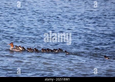 Common Merganser mother swimming with her nineteen ducklings following, one trailing behind, in the Bow River (Mergus merganser) Stock Photo