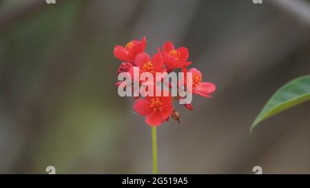 Closeup shot of red Peregrina flowers on a blurred background Stock Photo